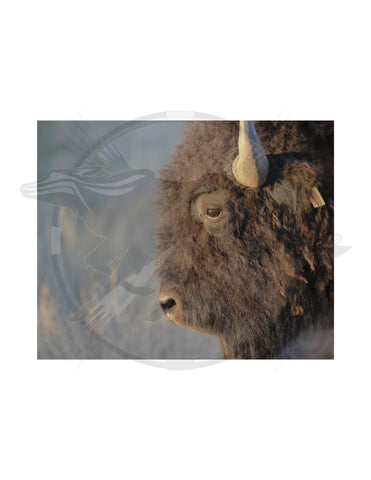 Herd Bull - Heather Levi